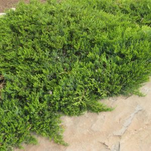 juniper broadmoor 1.jpg