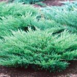 juniper compact andorra.jpg