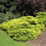 juniper gold coast.jpg