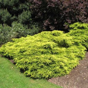 juniper gold coast.jpg