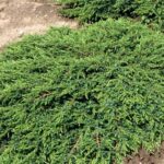 juniper green carpet 2 e1499775591850.jpg