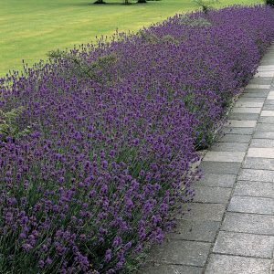 lavender munstead.jpg