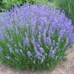 lavender phenomenal.jpg