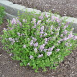 lilac dwarf korean 1.jpg