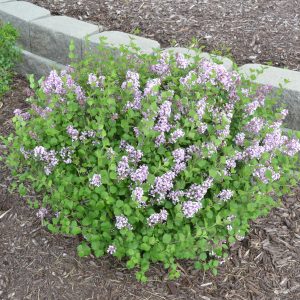 lilac dwarf korean 1.jpg