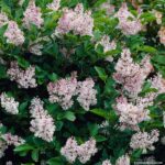 lilac miss kim 1.jpg