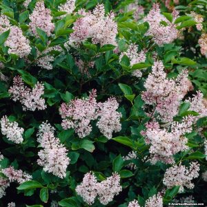 lilac miss kim 1.jpg