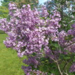 lilac pocahontas.jpg