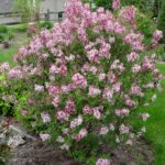 lilac tinkerbelle.jpg