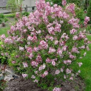 lilac tinkerbelle.jpg