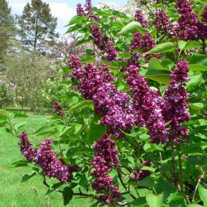 lilac yankee doodle.jpg