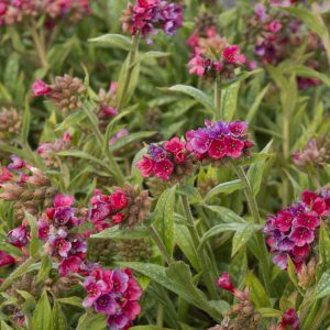 lungwort raspberry splash 2.jpg