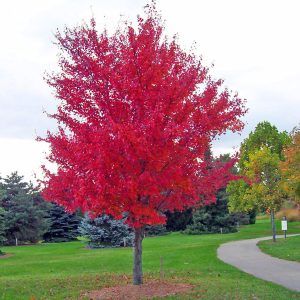 native red maple tree.jpg