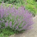 nepeta walkers low 2.jpg