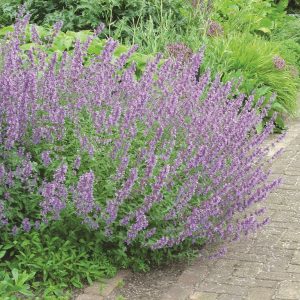 nepeta walkers low 2.jpg