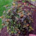 ninebark coppertina 1.jpg