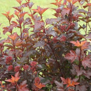 ninebark ginger wine scaled 1.jpg