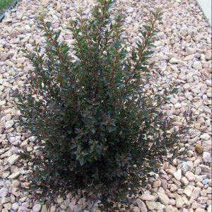 ninebark little devil e1499708225578.jpg