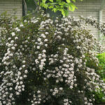 ninebark summer wine 1.jpg