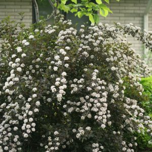 ninebark summer wine 1.jpg