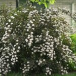 ninebark summer wine e1499708002190.jpg