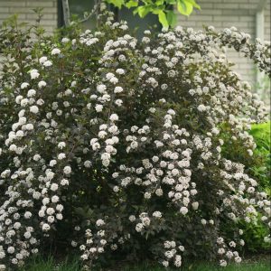 ninebark summer wine e1499708002190.jpg