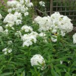 phlox garden david e1499790077241.jpg