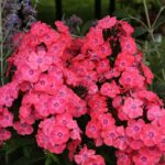 phlox garden glamour girl 2 e1499789850117.jpg