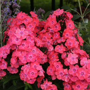 phlox garden glamour girl 2 e1499789850117.jpg