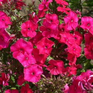 phlox garden red riding hood scaled 1.jpg