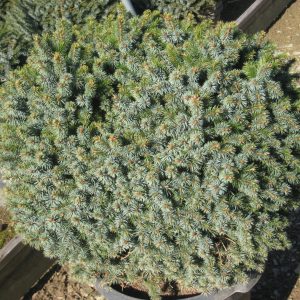 picea omorika nana 11 6 09 186 1.jpg