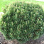 pine mugo 1.jpg