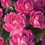 pink knockout rose 1.jpg