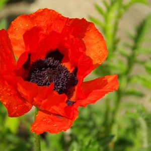 poppy prince of orange.jpg