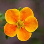 potentilla bella sol.jpg