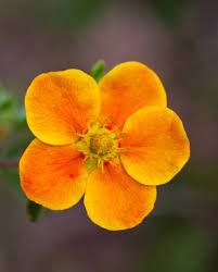 potentilla bella sol.jpg