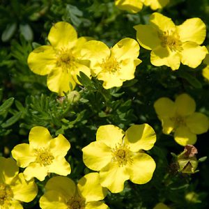 potentilla gold drop 1.jpg