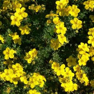 potentilla goldfinger 2 e1499707737655.jpg