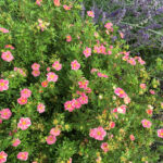 potentilla happy face pink paradise.jpg