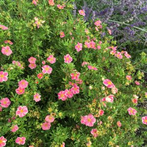 potentilla happy face pink paradise.jpg