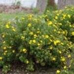 potentilla happy face yellow e1499714499337.jpg
