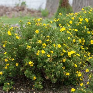 potentilla happy face yellow e1499714499337.jpg