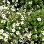 potentilla mckays white.jpg