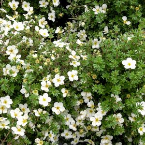 potentilla mckays white.jpg