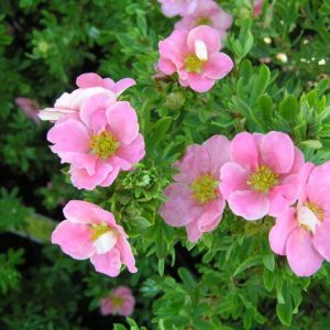 potentilla pink whisper.jpg