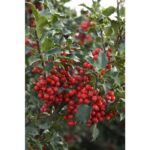 prince princess holly.jpeg