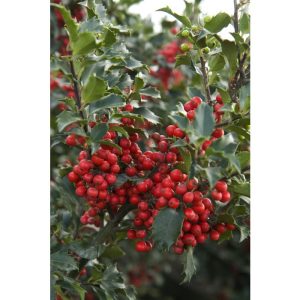 prince princess holly.jpeg