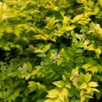 privet golden vicary.jpg