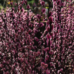 pussy willow french pink 1.jpg