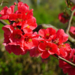 quince crimson and gold.jpg